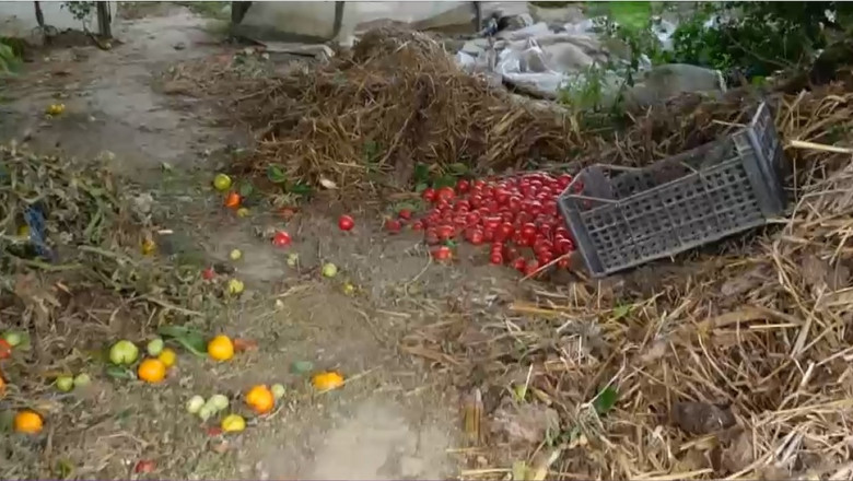 Mii de kilograme de rosii sunt aruncate la gunoi in apropiere de Bucuresti Imagine
