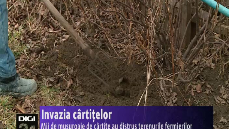 Mii de musuroaie de cartite au distrus terenurile fermierilor Imagine