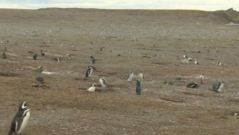 Mii de pinguini se aduna pe Insula Magdalena, pentru a-si depune ouale Imagine