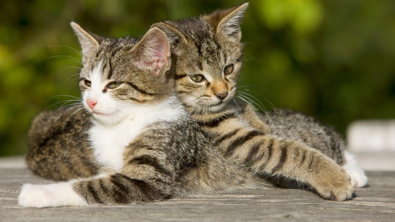 Mii de pisici comune, cu sau fara stapan, vor fi sterilizate gratuit de autoritatile din Bucuresti Imagine