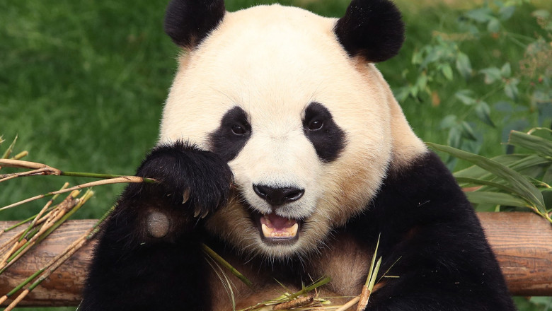 Mii de sud-coreeni au stat la coada pentru a-si lua adio de la un urs panda urias care se va intoarce in China  Imagine