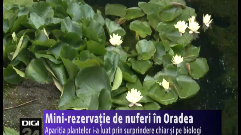 Mini-rezervatie de nuferi in Oradea, pe Crisul Repede Imagine