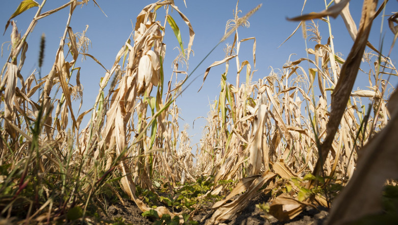 Ministerul Agriculturii: Seceta a afectat 450.198 hectare in 35 de judete. Care este cea mai afectata cultura Imagine