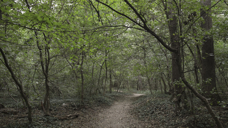 Ministra Mediului organizeaza o dezbatere cu bucurestenii privind Padurea Baneasa. „Trebuie sa fie arie naturala protejata” Imagine