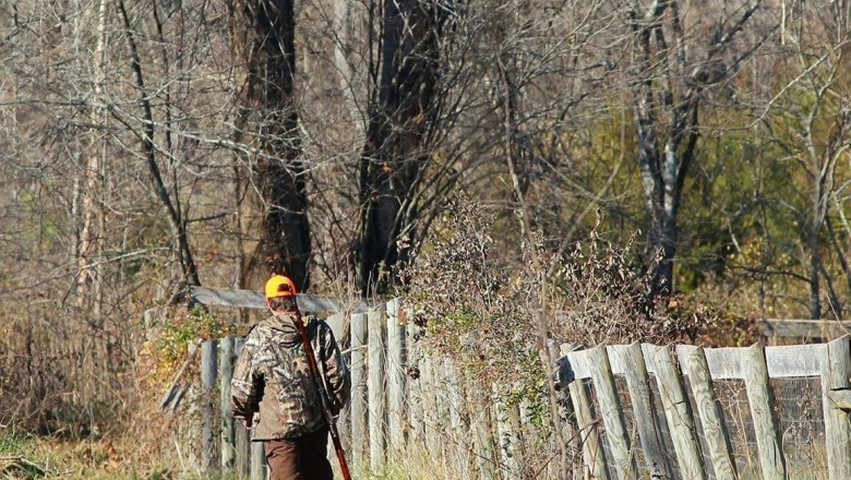 Ministra Mediului vrea drone si camere video pentru padurari: „Oamenii nu mai au incredere”. Ce alte taieri vor fi la Romsilva Imagine