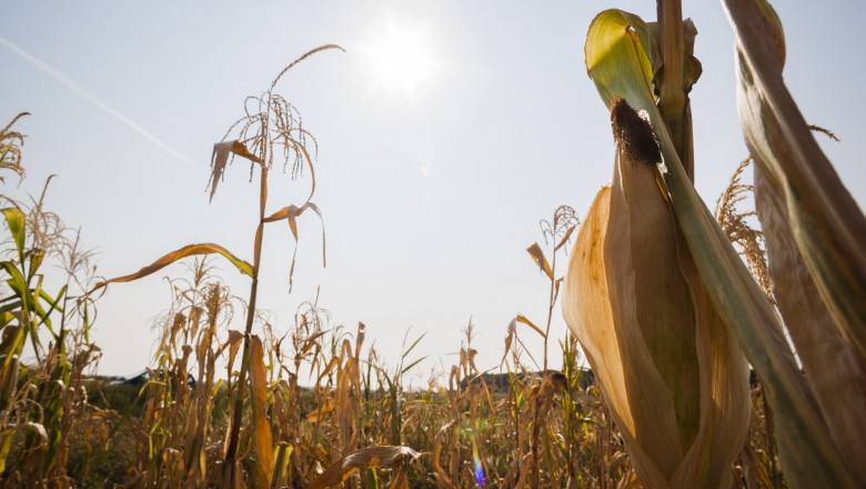 Ministrul Agriculturii a anuntat cand vor fi acordate despagubirile pentru culturile calamitate de seceta si care este suma pe hectar Imagine