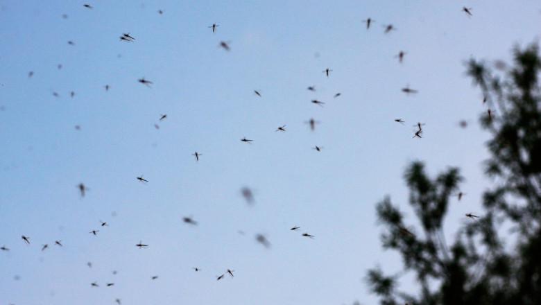 Ministrul ucrainean al apararii raspunde acuzatiilor absurde ale Moscovei si anunta „o mobilizare partiala a 300.000 de tantari” Imagine