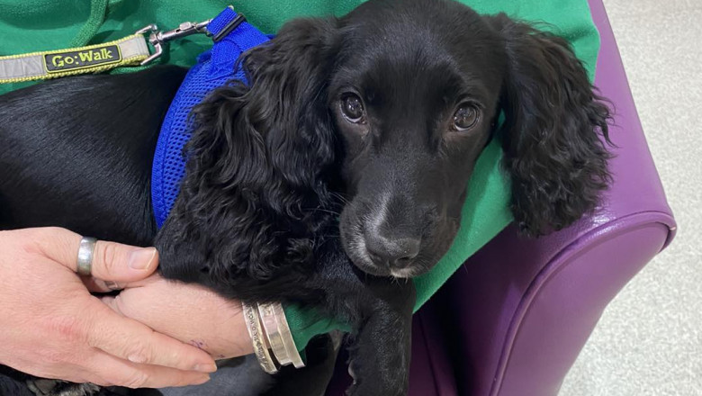 Miraculoasa salvare a catelului cu sase picioare gasit abandonat intr-o parcare a unui supermarket Imagine