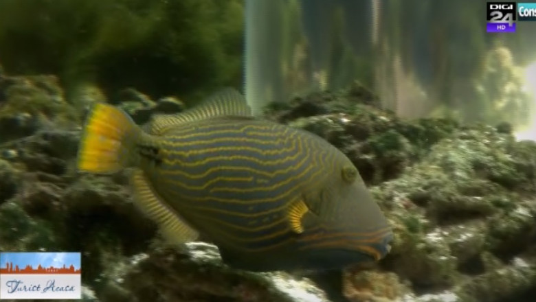 Misterele adancurilor, scoase la suprafata Imagine