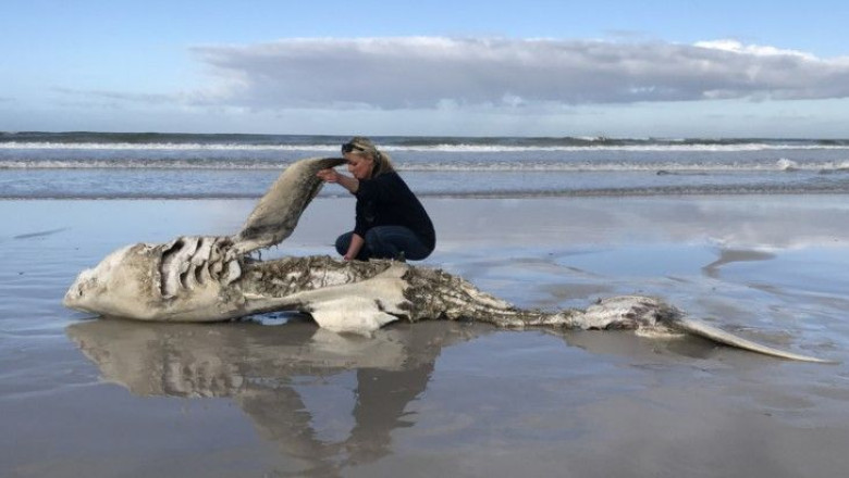 Misterul crimei din ocean. Pe plajele Africii de Sud apar de cinci ani de zile rechini albi cu ficatul mancat si cu inimile smulse Imagine