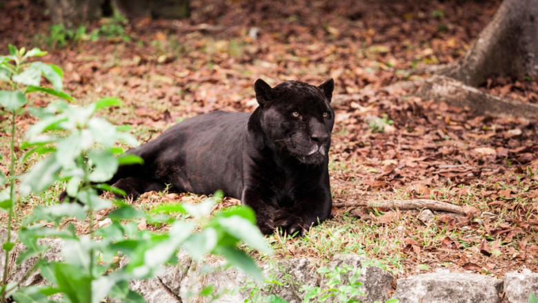 Misterul panterei negre care ar fi fost vazuta in Romania. Ce spun expertii din Bulgaria, locul unde a fost semnalata prima data Imagine