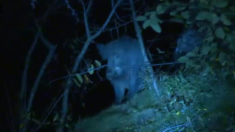 Mistreti intr-un parc din Cluj-Napoca Imagine