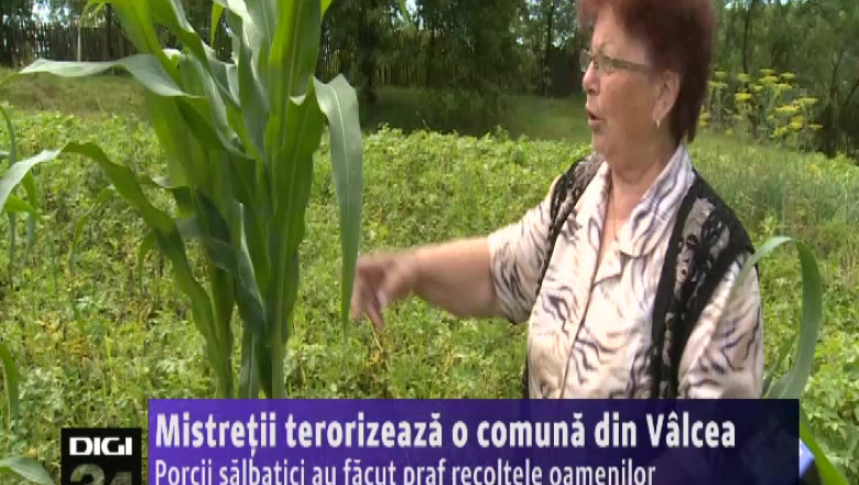Mistretii terorizeaza o comuna din Valcea. Porcii salbatici au facut praf recoltele oamenilor   Imagine