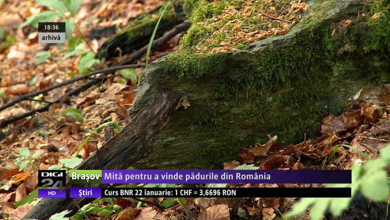 Mita pentru a vinde padurile din Romania Imagine