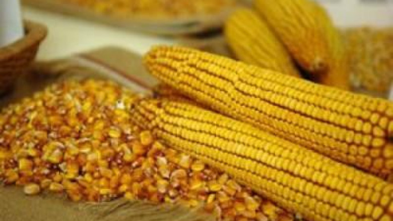 Miting cu incidente la Bucuresti. Protestul, generat de organismele modificate genetic Imagine