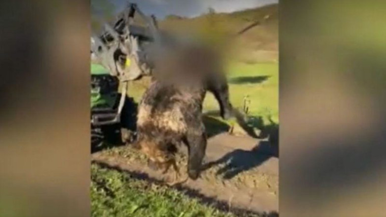 Moartea ciudata a unui urs. Garda de Mediu si Politia se acuza reciproc Imagine