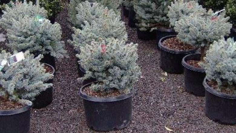 Molidul argintiu, vedeta de Craciun. Coniferul crescut in pepinierele Romsilva poate costa chiar si 800 de lei Imagine