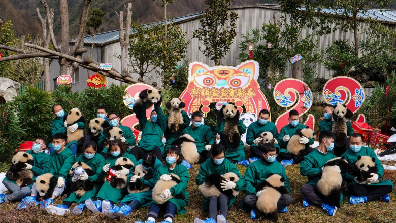 Moment inedit in China. Treisprezece pui de panda urias, aratati publicului pentru prima oara cu ocazia Anului Nou Imagine