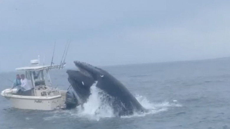 Momentul in care o balena rastoarna o barca in largul coastei New Hampshire. Cum au fost salvati pescarii de la bord Imagine
