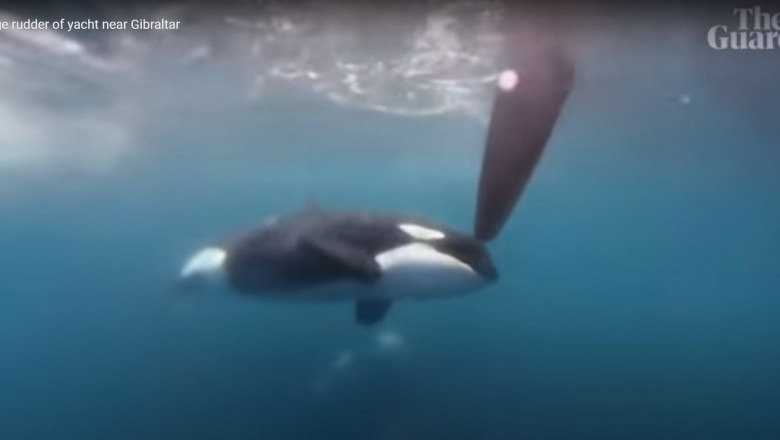 Momentul in care o orca impinge carma unui yacht in timpul unei competitii din Gibraltar Imagine