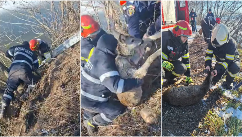 Momentul in care un pui de caprioara este salvat dintr-un iaz inghetat de pompierii din Suceava Imagine