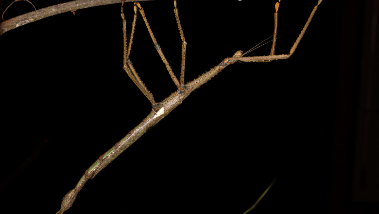 „Monstrul” descoperit in copacii Australiei: o insecta-bat de 40 de centimetri care cantareste cat o minge de golf Imagine