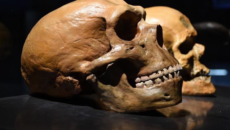 Morminte de acum 100.000 de ani dezvaluie noi detalii despre coexistenta neanderthalienilor cu specia omului modern Imagine