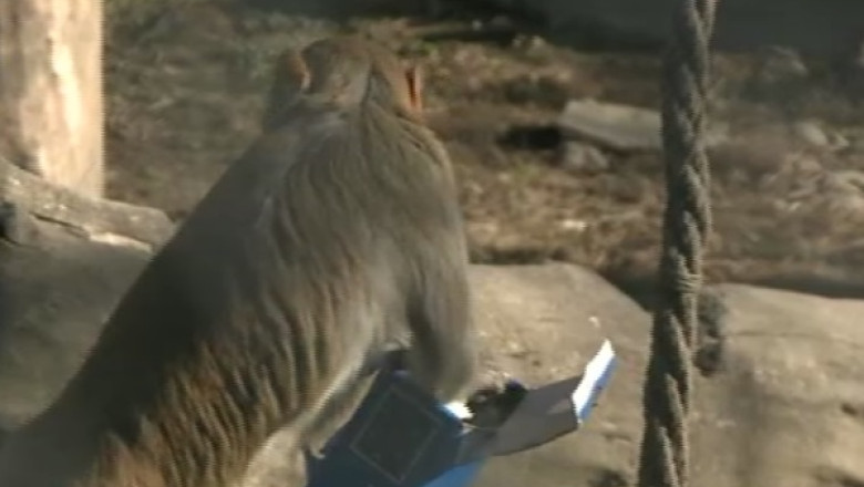 Mos Craciun a venit si la Zoo. Ce au gasit animalele in custi Imagine