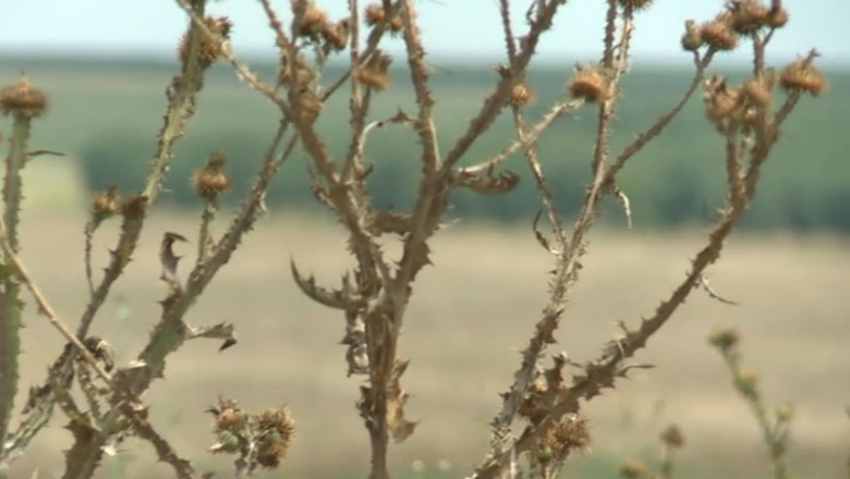 Mosierii Academiei. Metodele prin care Dan Voiculescu a jonglat cu terenurile statului Imagine