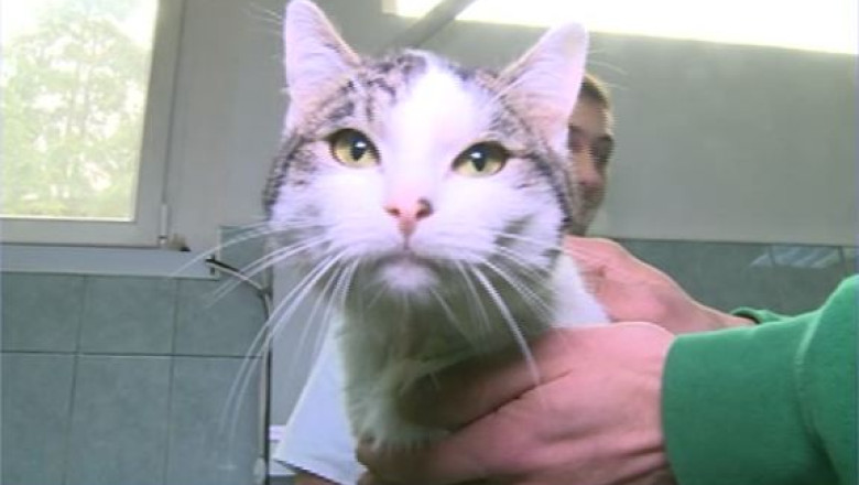 Motan salvat de la moarte cu transfuzie de sange canin si vindecat apoi de hepatita cu extract de oregano Imagine