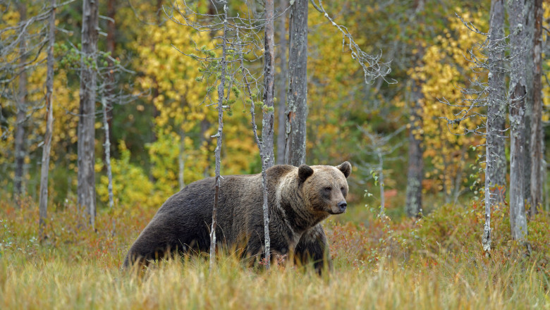 Motociclist ucis de o ursoaica pe Transfagarasan. Trupul a fost gasit langa lacul Vidraru si recuperat de salvatori Imagine