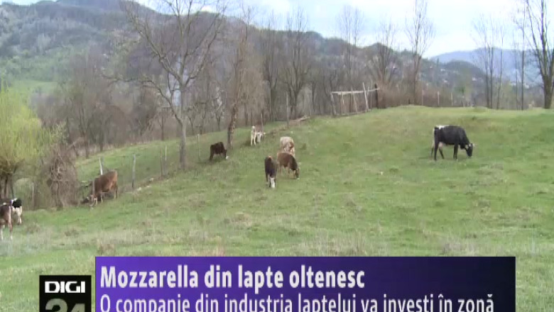 Mozzarella din lapte oltenesc. O firma de branzeturi din Italia vrea sa construiasca o fabrica in Valcea Imagine