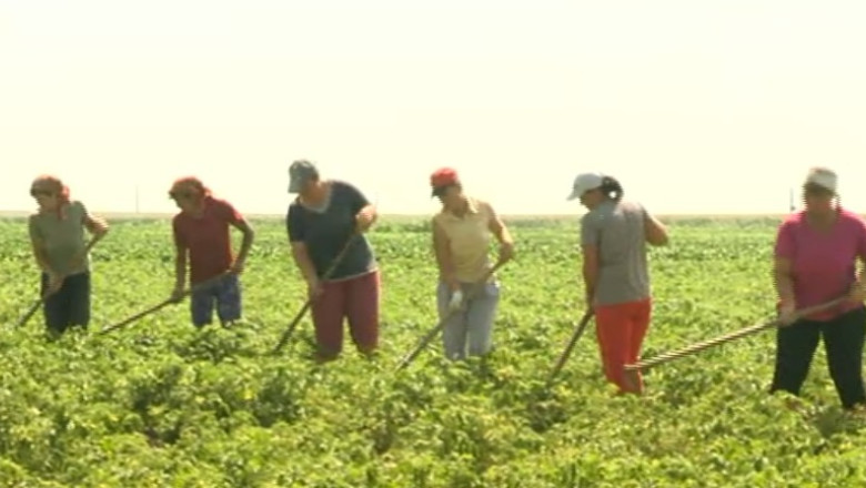 Munca la negru. Cum au devenit romanii sclavi moderni Imagine