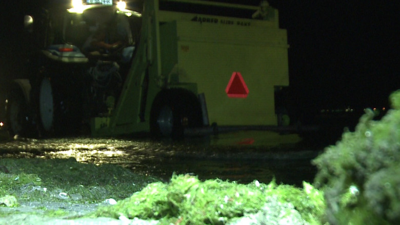 Munti de alge pe litoral au fost adunati cu wolele, din statiunea Mamaia Imagine