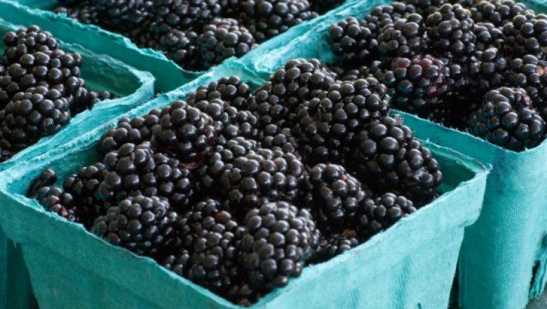 Mure din Romania contaminate cu virusul hepatic A, depistate in Italia Imagine