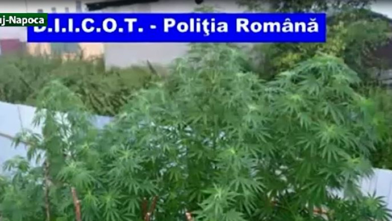 Mures. Cannabis printre rosii  Imagine
