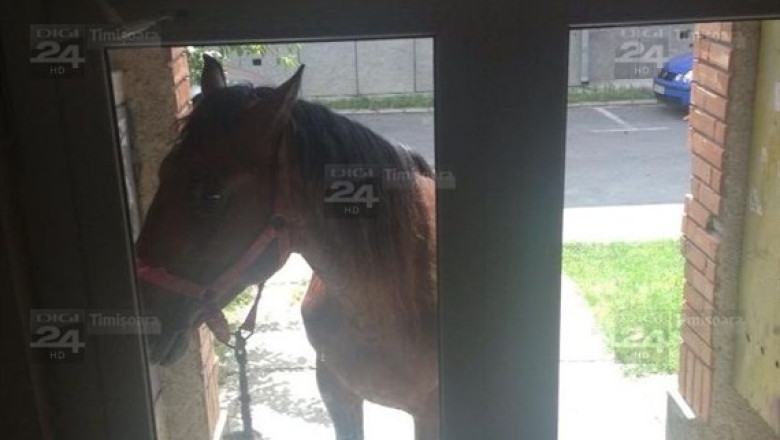 Musafir nepoftit la intrarea intr-un bloc din Timisoara Imagine