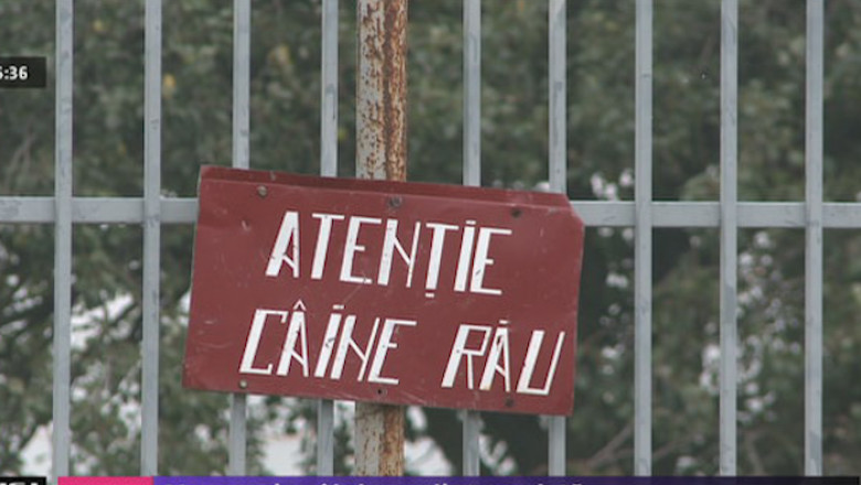 Muscat de caini, mutilat pe viata Imagine