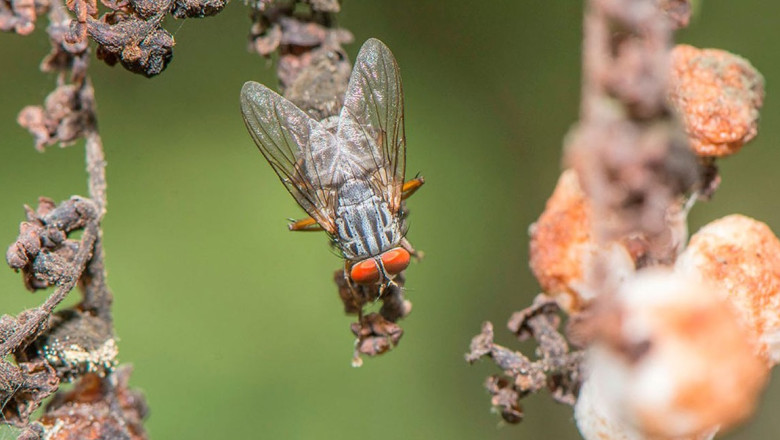 Mustele vampir si murele invazive ameninta sa distruga ecosistemul vulnerabil al Insulelor Galapagos Imagine