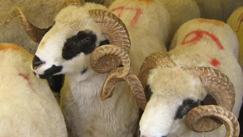 Musulmanii celebreaza maine Kurbamul, sarbatoarea Sacrificiului Imagine