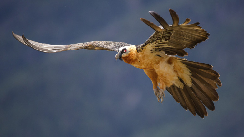 „Muzee naturale” ascunse in stanci. Artefacte medievale in stare perfecta descoperite in cuiburile vulturilor din Spania Imagine