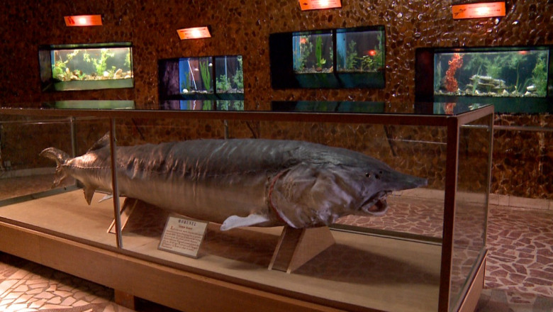 Muzeul Apelor din Falticeni, atractie pentru mii de turisti Imagine