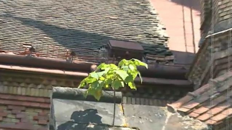 Natura ”iubeste” istoria. Vegetatia a crescut pe cateva imobile vechi de sute de ani Imagine