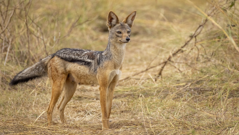 „Ne e frica!”. Cosmarul trait de mii de oameni din satele terorizate de sacali. Animalele s-au inmultit alarmant in ultimii 5 ani Imagine