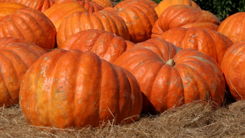 Nectarul de dovleac, descoperit la Galati. Beneficiile pentru organism sunt multiple Imagine