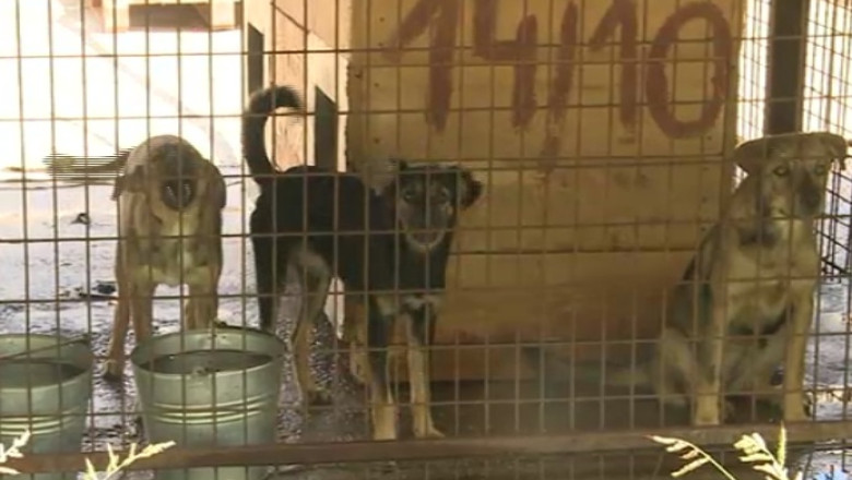 Nereguli la o fundatie pentru caini. Politistii din Botosani au gasit adaposturi fara autorizatie Imagine