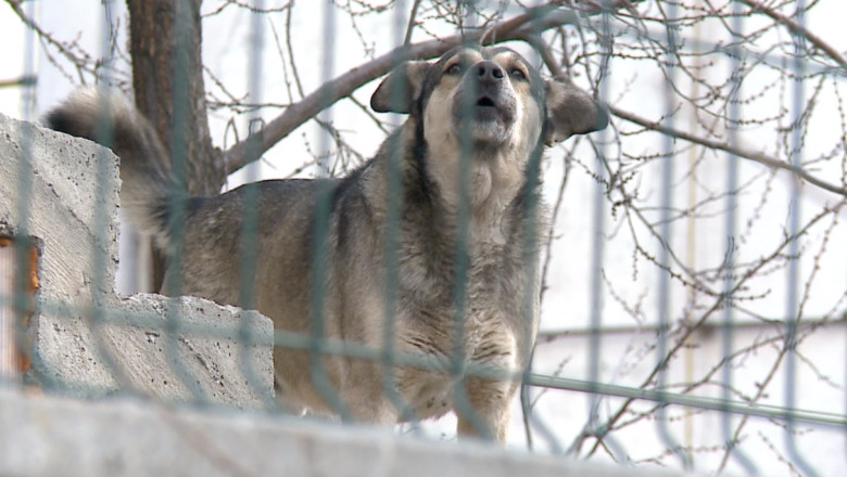 Nereguli la padocul din Bacau. 2.500 de caini sunt tinuti in mizerie, fara apa si hrana Imagine