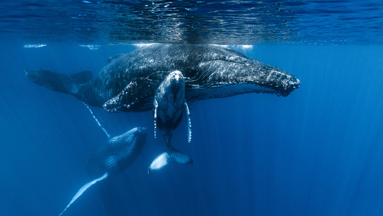 New York devine teren de coliziune intre balene cu cocoasa si nave gigantice. Specialistii vorbesc despre „o furtuna de evenimente” Imagine