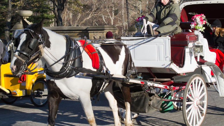 New York. Trasurile din Central Park ar putea fi inlocuite cu masini electrice Imagine