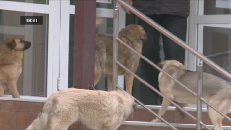 Nicio solutie pentru problema cainilor maidanezi din Timisoara Imagine